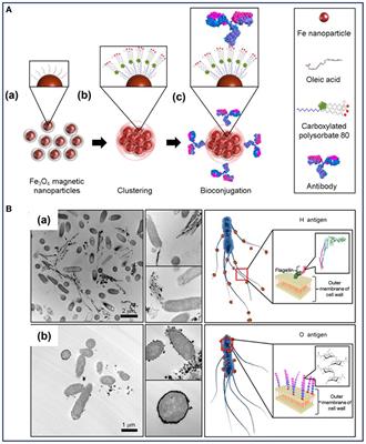 Applications of Iron Oxide-Based Magnetic Nanoparticles in the Diagnosis and Treatment of Bacterial Infections